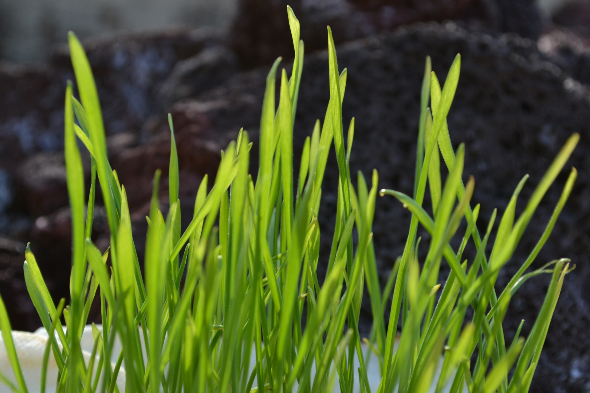 want-to-improve-your-diet-eat-wheatgrass